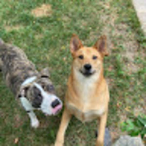 Meet your Posher, Wyatt